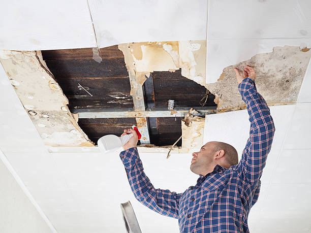 Best Mold Remediation for Healthcare Facilities  in Powell, WY